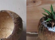 椰子壳可以直接种花吗（椰子壳怎么种花）