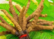 10克虫草大约有几根（虫草10克有多少条）