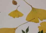 简单又漂亮的树叶贴画（简单又漂亮的树叶贴画 动物）